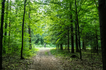 Obraz premium Path in Bialowieza Forest in Poland