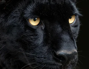 Selbstklebende Fototapeten Panther Close-up of a black panther's face.  Intense gaze  © Suhar