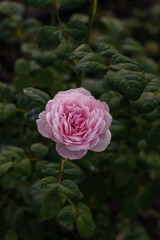 China rose is characterized by its four seasons, in which flowers bloom every month from spring to autumn, and roses often bloom and fall intensively, mainly in spring or early summer.