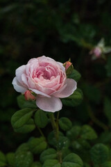 Pink rose with water drops.
Pink roses blooming in front of a dark background. Roses have delicate petals and leaves, along with closed buds. 
