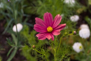 Obraz premium Dark pink cosmos flowers are clearly visible.