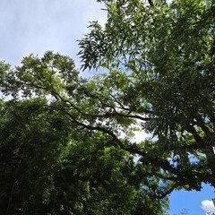 Green bamboo grove with sky view