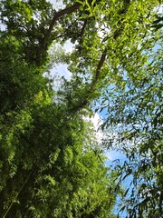 Bamboo forest and sunlight rays