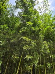 Tall bamboo trees in natural forest