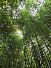 Obraz premium Overlapping bamboo canopy with sunlight