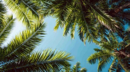 Fototapeta premium A serene view of palm fronds reaching towards a clear blue sky, capturing the essence of tropical tranquility.