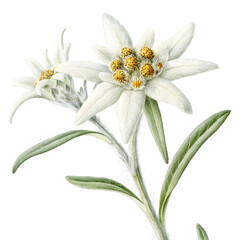 Obraz premium edelweiss flower leontopodium alpinum isolated ove