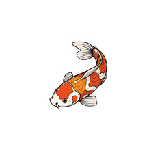 Elegant Koi Fish Illustration A Vibrant Depiction of a Japanese Carp on a White Background