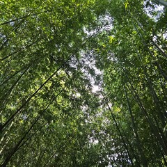 Sunlight Through Bamboo Canopy in Forest