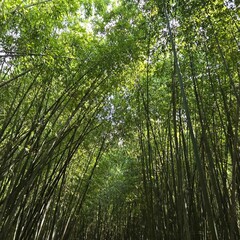 Pathway Surrounded by Tall Bamboo Trees