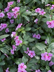 Rosafarbene Catharanthe