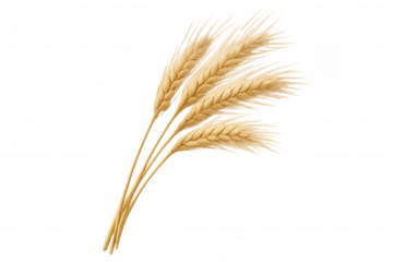 Golden wheat ears bunch harvested, agricultural cereal grain, food ingredient, natural organic crops