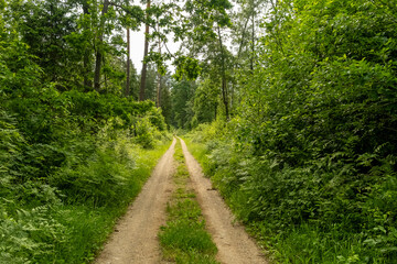 Obraz premium Path in Bialowieza Forest in Poland