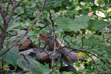 Indian Palm Squirrel Perched on Branch in Lush Green Forest