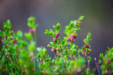 Flowering blueberry bushes