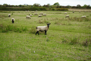 Black faced sheep standing in a green pasture, other sheep grazing in the background, under a cloudy sky in Leicestershire, England.