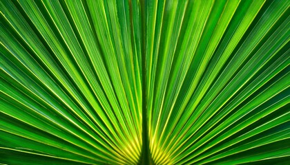Fototapeta premium close up of a vibrant green palm leaf