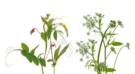 assortment of wild plants and delicate flowers