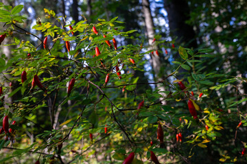 Dog rose with red rose hips