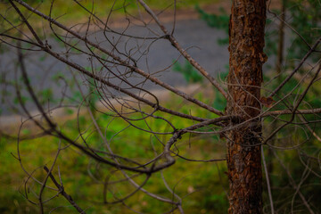 Close-up of a pine tree with dry, leafless branches extending toward a blurred forest path in the background. The rough bark and tangled twigs create a natural, slightly eerie composition.
