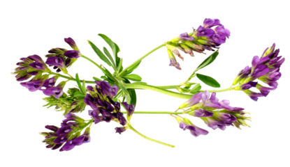 vibrant purple alfalfa flowers on a leafy branch