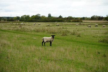 Fototapeta premium A flock of sheep grazing in a lush green pasture under a cloudy sky in the rural countryside of Leicestershire, England.