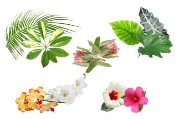 collection of exotic tropical leaves and vibrant flowers