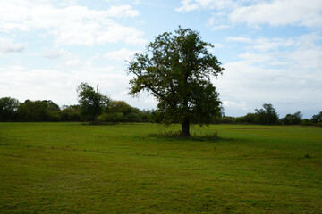 Expansive green field with a large tree under a bright blue sky and white clouds in the peaceful rural landscape of Leicestershire, England.