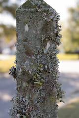 Fungus Growth Takeover