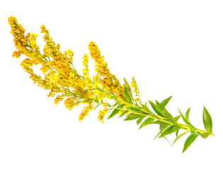 bright yellow goldenrod flower isolated on a transparent background