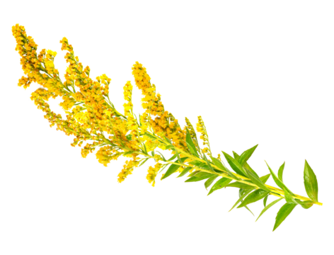 bright yellow goldenrod flower isolated on a transparent background
