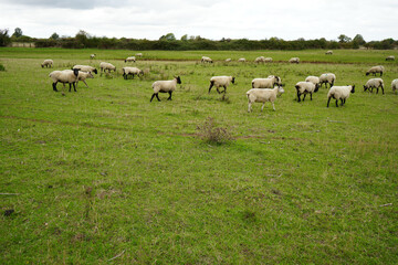 Fototapeta premium A flock of sheep, some with black faces, grazing in a lush green pasture in the rural countryside of Leicestershire, England, under an overcast sky.