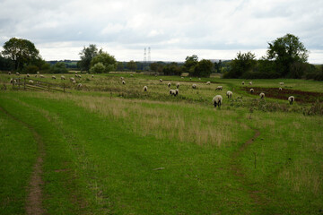 Sheep grazing peacefully in a lush green field with distant industrial buildings under a cloudy sky in Leicestershire, England.