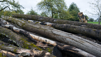 Dog standing on a large stack of logs