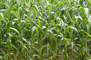 Obraz premium At the edge of a cornfield. Farmer's agriculture. Green cereal plants and cobs.
