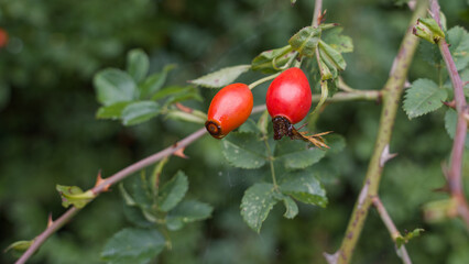 Close-up of two rose hips on a shrub