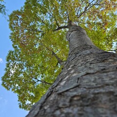 Fototapeta premium Tree trunk looking up to the sky