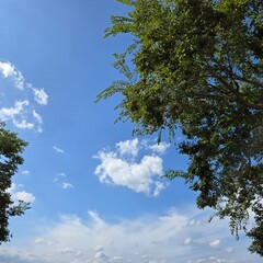 Blue sky with clouds and tree branches