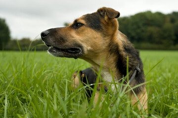 Portrait of a dog sitting on a meadow