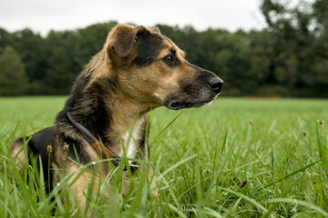 Portrait of a dog sitting on a meadow