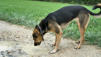 Dog drinking from a rain puddle