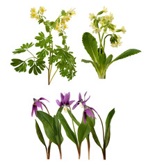 compilation of diverse spring wildflowers including yellow and purple blooms