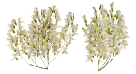 delicate white acacia flowers in elegant clusters for spring
