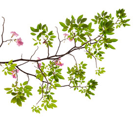 a fresh tree branch with vibrant green leaves and delicate pink blossoms symbolizes new spring growth.