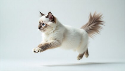 Graceful Ragdoll cat mid-leap with mesmerizing blue eyes and soft white fur, showing agility and playful spirit in studio setting for pet lovers