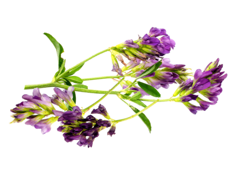 purple alfalfa flowers with green stems, isolated on transparent background