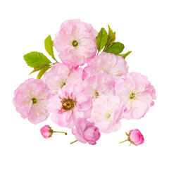 Fototapeta premium a lush cluster of vibrant pink cherry blossoms with fresh green leaves and delicate buds.