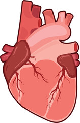 Anatomical Heart Illustration