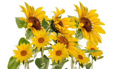 Bright And Cheerful Sunflowers Standing