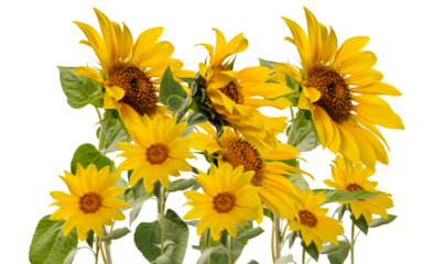 bright and cheerful sunflowers standing tall with golden petals